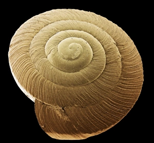 Stampe di Conchiglia di lumaca. Immagine elettronica scansione colore della conchiglia di una lumaca (ordine Pulmonata) Immagini datate 2005 giugno: Conchiglia di lumicchio, SEM