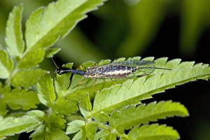 Macro Photography Nature Stampe: Snake fly
