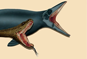 Stampe di L'evoluzione della mandibola di serpente. Illustrazione computerizzata di una serpe e suo antenato, un mosasauride, mostrando la dentizione e la struttura delle loro mascelle congiunte Immagini datate 2000: Evoluzione della mandibola serpentina