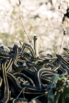 Snake Mating Behavior Stampe: Snakes mating