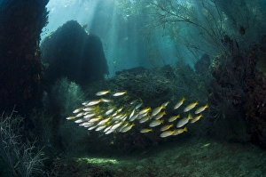 Tropical Ocean Fish Species Stampe: Snappers