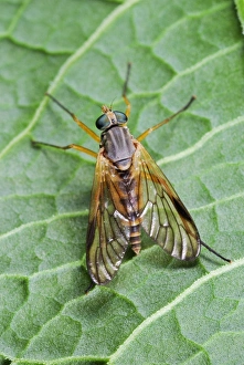 Insect Predator Stampe: Snipe fly