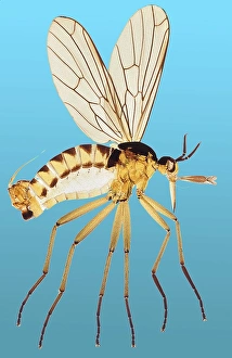 Insect Anatomy Stampe: Snipe fly, light micrograph