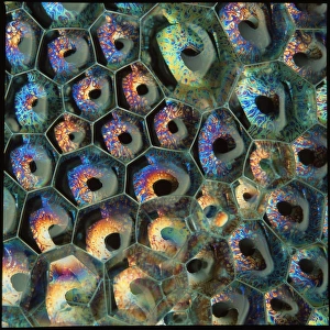Stampe di Le bolle. Strato di bolle sull'acqua prodotto con sapone per la pulizia. Le colori prodotti solo prima che le bolle esplodono sono dovuti all'interruzione della luce interfere Immagini datate 1994: Bubbline di sapone