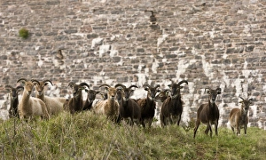 United Kingdom Animals Stampe: Soay sheep herd, Devon C016 / 3507