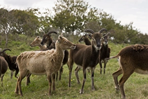United Kingdom Animals Stampe: Soay sheep herd, Devon C016 / 3508