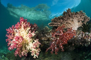 Coral Reef Life Stampe: Soft corals