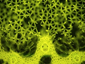 Light Microscopy Images Stampe: Soft rush stem, light micrograph
