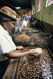 Stampe di Ordinamento del pepe nero leccato dalle donne utilizzando ceste e tazze d'acqua per separare i semi della pianta di pepe (Myristica fragrans). I semi vengono messi nella tazza dell'acqua Immagini datate 2004 ottobre: Sorte le semi di pepe nero, Grenada