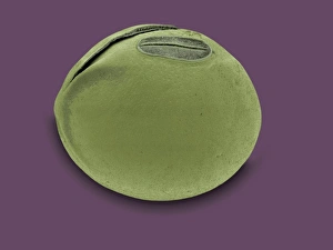 Seed Dispersal Methods Stampe: Soya bean, SEM