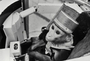 Stampe di Lo scimpanzeo nello spazio. Macaco rhesus nel simulatore di un progetto per una sonda spaziale durante la formazione del programma Bion sovietico-americano Immagini datate 2000: Scimmia dello spazio