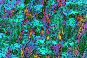 Stampe di Osso compattato. Micrografia di luce polarizzata su una sezione trasversale attraverso il tessuto osseo compattato, mostrando i canali Haversiani (regioni circolari) Immagini datate 2008 novembre: Osso compattato, fotografia a lente ridotta