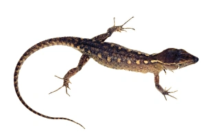 Desert Reptiles Stampe: Spectacled lizard