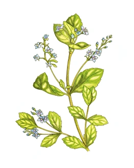 Watercolor Botanicals Stampe: Speedwell (Veronica beccabunga), artwork C016 / 3408