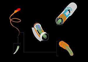 Stampe di Il cellula spermatica. L'opera d'arte mostra la struttura di una cellula spermatica, o spermatozoo, il sesso maschile cellulare Immagini datate 2011 ottobre: Cellula spermatica, opera d'arte