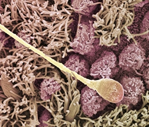 Stampe di Cellula dello sperma. Microscopia elettronica a scansione colorata (SEM) di una cellula dello sperma all'interno della tromba dell'utero Immagini del 23 maggio 2008: Cellula spermatica, SEM (Scanning Electron Microscopy)
