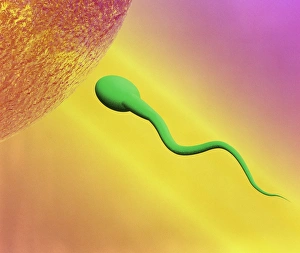 Fertilization Process Stampe: Sperm and egg