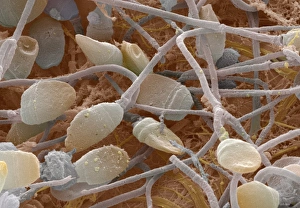 Stampe di Lo sperma. Coloured scanning electron micrograph (SEM) di spermi della persona umana (spermatozoa), le cellule sessuali maschili. Lo sperma misura circa 0,065 millimetri di lunghezza Immagini datate 2001: Spermi, SEM