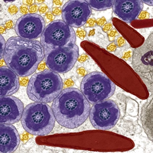 Coloured TEM Images Stampe: Sperm in the testis, TEM