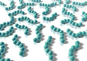 Stampe di Batteri sferici. Artefatto computer di catene di batteri sferici (cocci). I cocchi tipici sono Staphylococcus e Streptococcus, sebbene ci sia molta gente che ne conosce altri altrettanto Immagini datate 2006 luglio: Batterio sferico