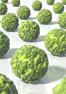 Cocci Bacteria Stampe: Spherical bacteria, artwork