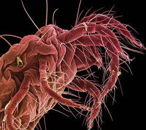Stampe di Ragnetta mite. Immagine elettronica di scansione colore della ragnetta mite (Tetranychus sp.). È un parassita economico ed erbivoro, trovato su cereali, fruttae e fiori Immagini datate 2002: Mitile di spide, SEM