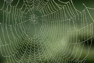 Morning Spider Web Stampe: Spider web
