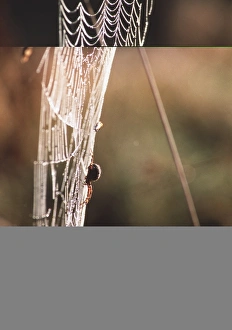 Dewy Spider Web Stampe: Spiders web