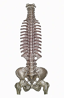 Human Spine Anatomy Stampe: Spinal column