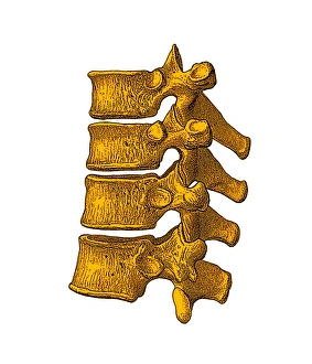 Stampe di Vertebre spinali. Opere d'arte storiche delle vertebre (ossei del collo) viste dal lato. La parte posteriore della colonna vertebrale è a destra. Quattro vertebre sono visibili qui Immagini datate 2005 dicembre: Vertebre spinale