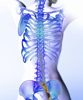 Human Skeleton Stampe: Spine, computer artwork