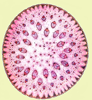 Vascular Bundle Structure Stampe: Spiny rush stem, light micrograph