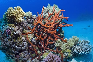 Coral Reef Ecosystem Stampe: Sponge on a reef