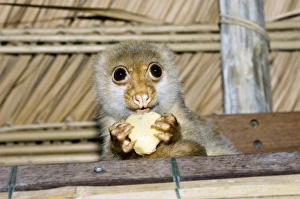 West Papua Indonesia Stampe: Spotted cuscus