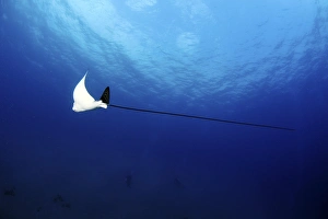 Aetobatus Narinari Stampe: Spotted eagle ray