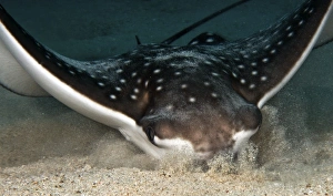 Aetobatus Narinari Stampe: Spotted eagle ray digging in the sand