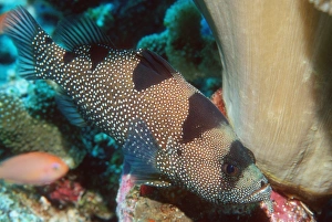 Tropical Reef Fish Stampe: Spotted soapfish