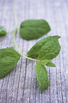 Mint Plant Stampe: Sprig of mint