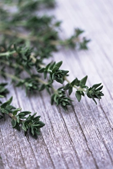 Thyme Plant Stampe: Sprigs of thyme