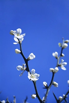 Spring Flowering Trees Stampe: Spring blossom