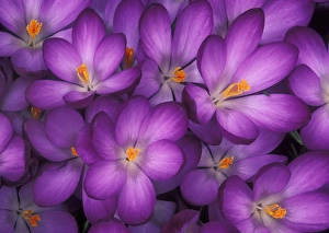 Spring Flowering Bulbs Stampe: Spring crocuses (Crocus vernus)
