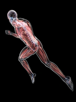 Central Nervous System Diagram Stampe: Sprinter, artwork