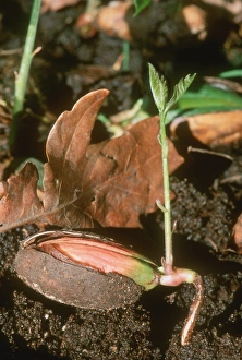 Seedling Growth Stampe: Sprouting acorn