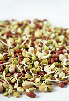 Stampe di Fagioli sprouti. Fagioli adzukii sprottati, fagiolini verdi e ceci sono molto nutrienti ed essenziali per una dieta equilibrata con calcio , nicotina vitamina b e minerali Immagini datate 2006 maggio: Fagioli in fiore