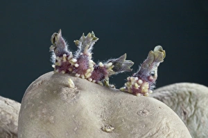 Solanum Tuberosum Stampe: Sprouting potato