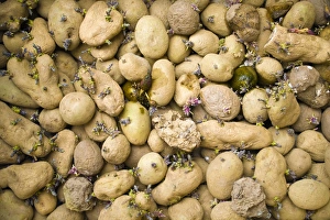 Solanum Tuberosum Stampe: Sprouting potatoes