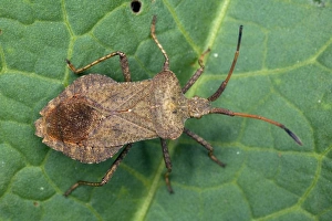 Coreus Marginatus Stampe: Squash bug