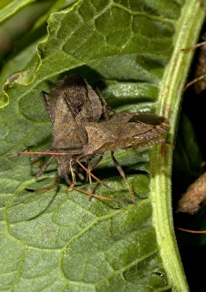 Coreus Marginatus Stampe: Squash bugs