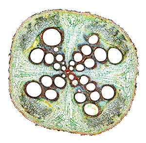Plant Vascular System Stampe: Squash root, light micrograph