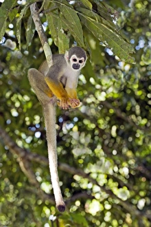Tropical Forest Animals Stampe: Squirrel monkey